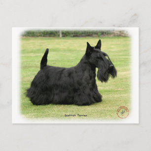 Scottish Terrier Briefkaart