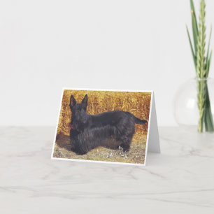 Scottish Terrier, briefkaart