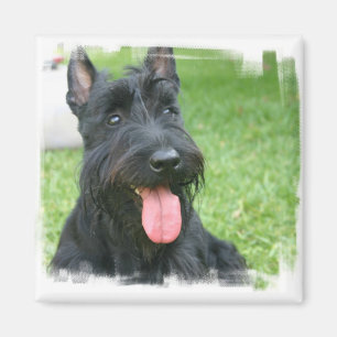 Scottish Terrier Dog Magnet Magneet