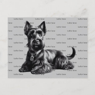 Scottish Terrier in Briefkaart