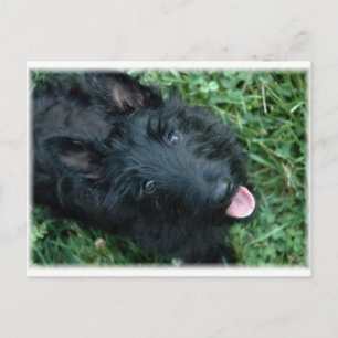 Scottish Terrier in Grass - Cute Scotty Briefkaart