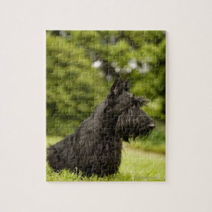 Scottish Terrier Legpuzzel