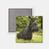 Scottish Terrier Magneet (Voorkant / Achterkant)