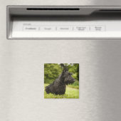 Scottish Terrier Magneet (Insitu (Vaatwasser))