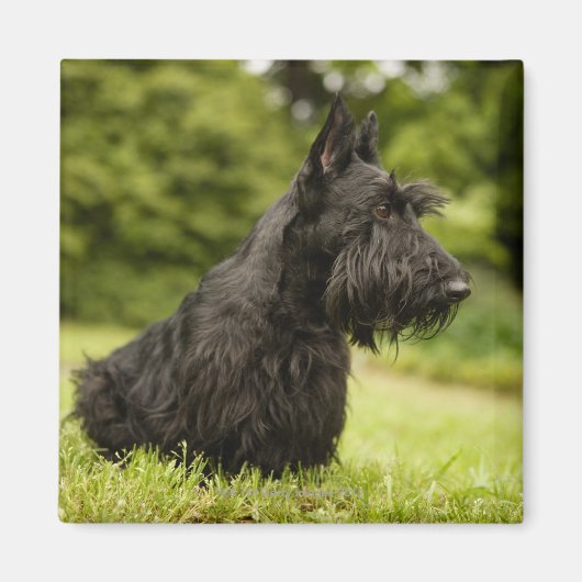 Scottish Terrier Magneet (Voorkant)
