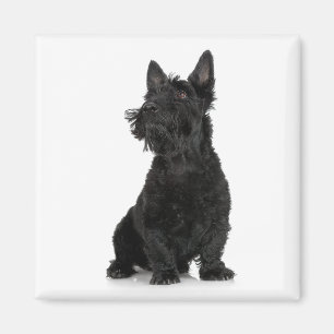 Scottish Terrier Magnet Magneet