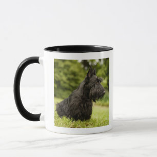 Scottish Terrier Mok