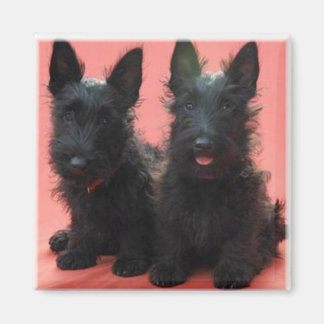 Scottish Terrier puppies magneet
