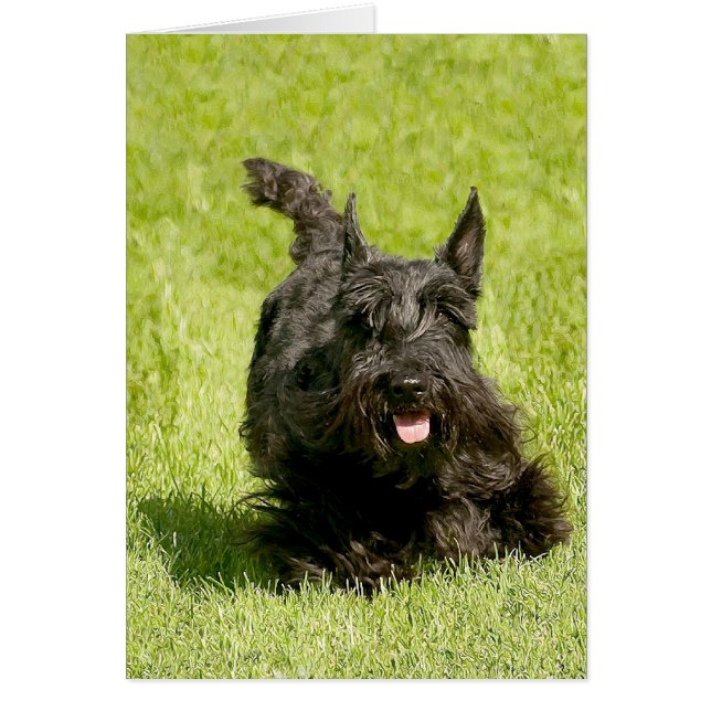 Scottish Terrier Running Free (Voorkant)