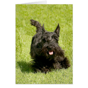 Scottish Terrier Running Gratuit