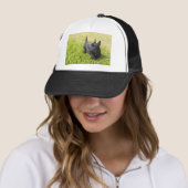 Scottish Terrier Trucker Pet (In situ)