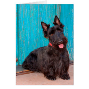Scottish Terrier zit langs een kleurrijke deur