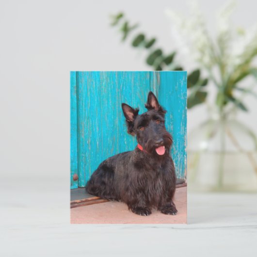 Scottish Terrier zit langs een kleurrijke deur Briefkaart (Staand voorkant)