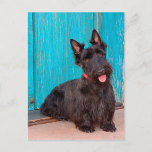 Scottish Terrier zit langs een kleurrijke deur Briefkaart