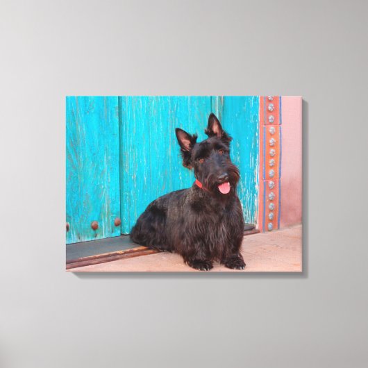 Scottish Terrier zit langs een kleurrijke deur Canvas Afdruk (Voorkant)