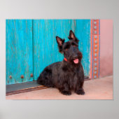 Scottish Terrier zit langs een kleurrijke deur Poster (Voorkant)