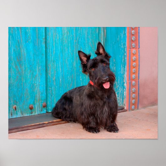 Scottish Terrier zit langs een kleurrijke deur Poster (Voorkant)