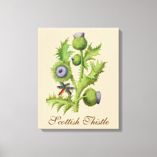 Scottish Thistle Botanical Canvas Afdruk