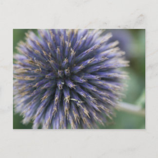 Scottish Thistle Briefkaart