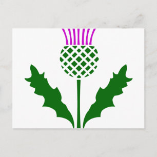 Scottish Thistle Briefkaart