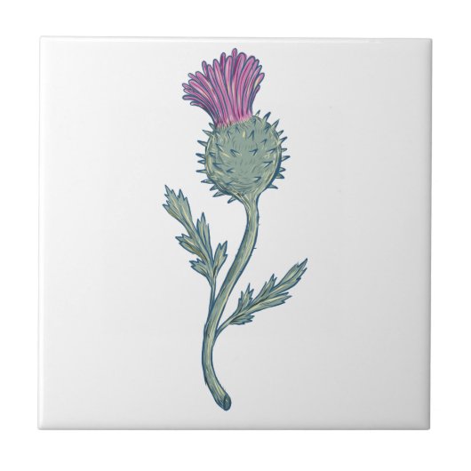 Scottish Thistle Drawing Tegeltje (Voorkant)