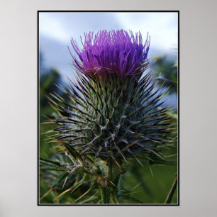 Scottish Thistle Fine Art fotografie Poster