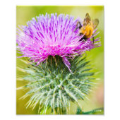 Scottish Thistle Foto Afdruk (Voorkant)