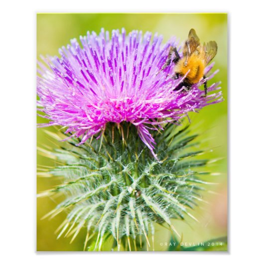 Scottish Thistle Foto Afdruk (Voorkant)