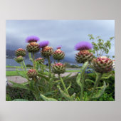 Scottish Thistle Poster (Voorkant)