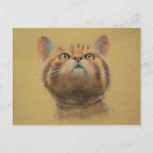 Scottish Wildcat Briefkaart