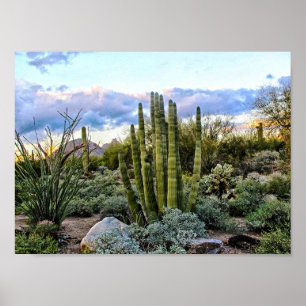 Scottsdale Succulent Sunset Poster