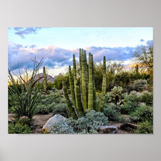 Scottsdale Succulent Sunset Poster (Voorkant)