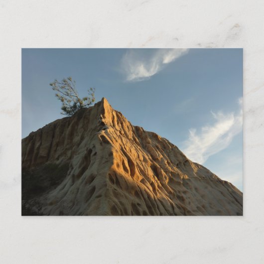 Scraggly Torrey Pine bij Sunset California Coast Briefkaart (Voorkant)