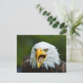 Screaming Bald Eagle Briefkaart (Staand voorkant)