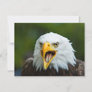 Screaming Bald Eagle Briefkaart