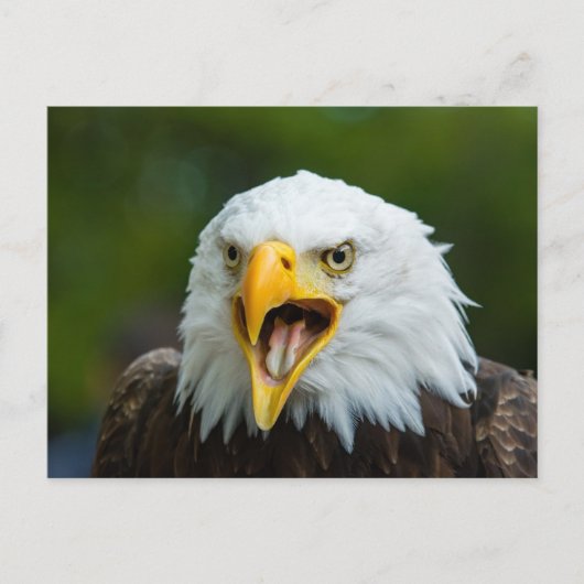 Screaming Bald Eagle Briefkaart (Voorkant)