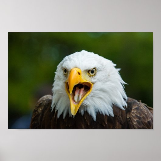 Screaming Bald Eagle Poster (Voorkant)