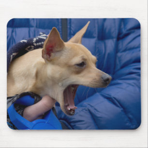 Screaming Chihuahua Muismat