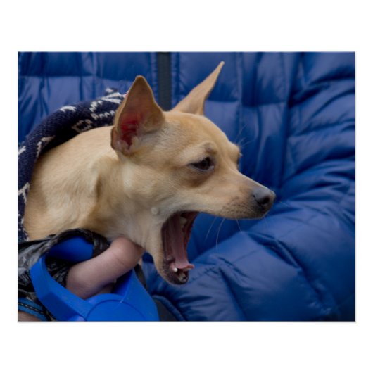 Screaming Chihuahua Perfect Poster (Voorkant)