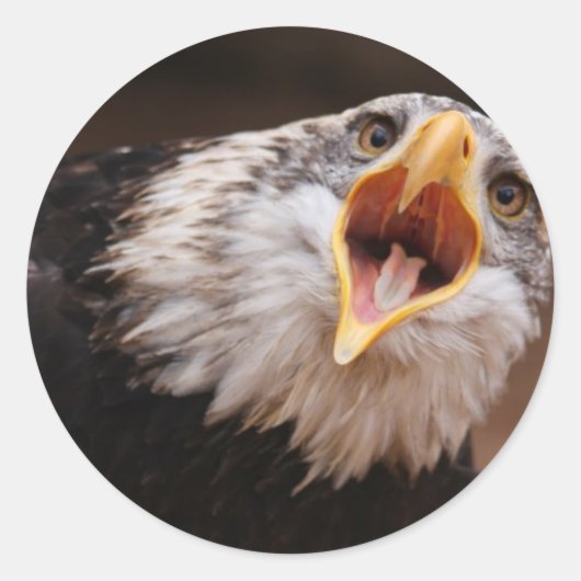 Screaming Eagle Sticker (Voorkant)