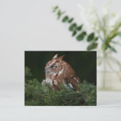 Screech Owl briefkaart (Staand voorkant)