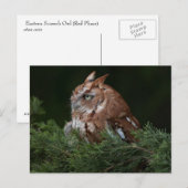Screech Owl briefkaart (Voorkant / Achterkant)