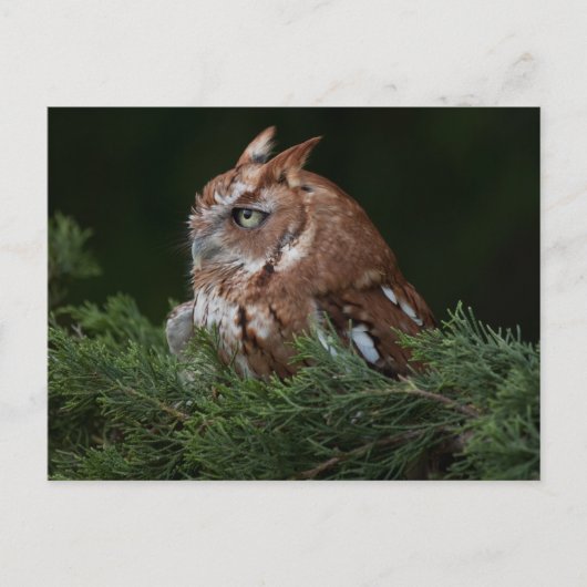 Screech Owl briefkaart (Voorkant)