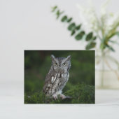 Screech Owl briefkaart (Staand voorkant)