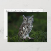 Screech Owl briefkaart (Voorkant / Achterkant)