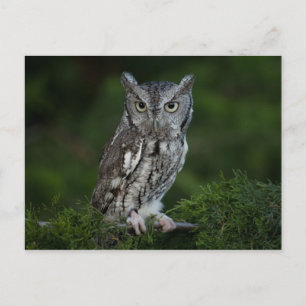 Screech Owl briefkaart