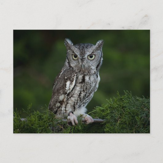 Screech Owl briefkaart (Voorkant)