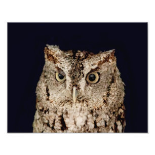 Screech Owl Foto Afdruk