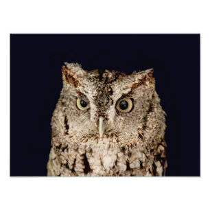Screech Owl Foto Afdruk