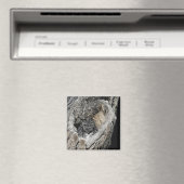 Screech Owl Magnet - "Heart of San Pedro" (In Situ (Lave-vaisselle))